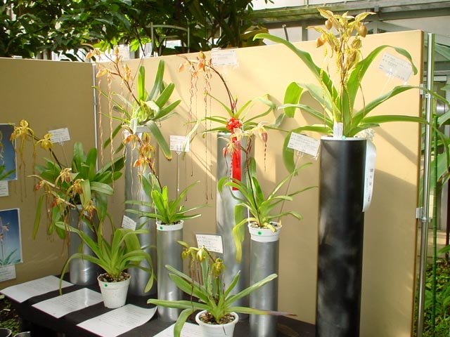 🌳 국립과학박물관 쓰쿠바실험식물원 이미지 7